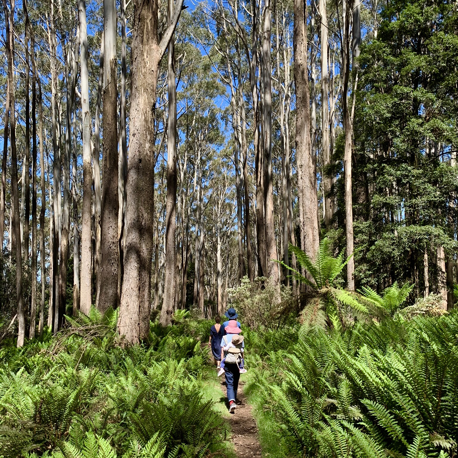 Four people walking in an Australian forest with ferns and gumtrees