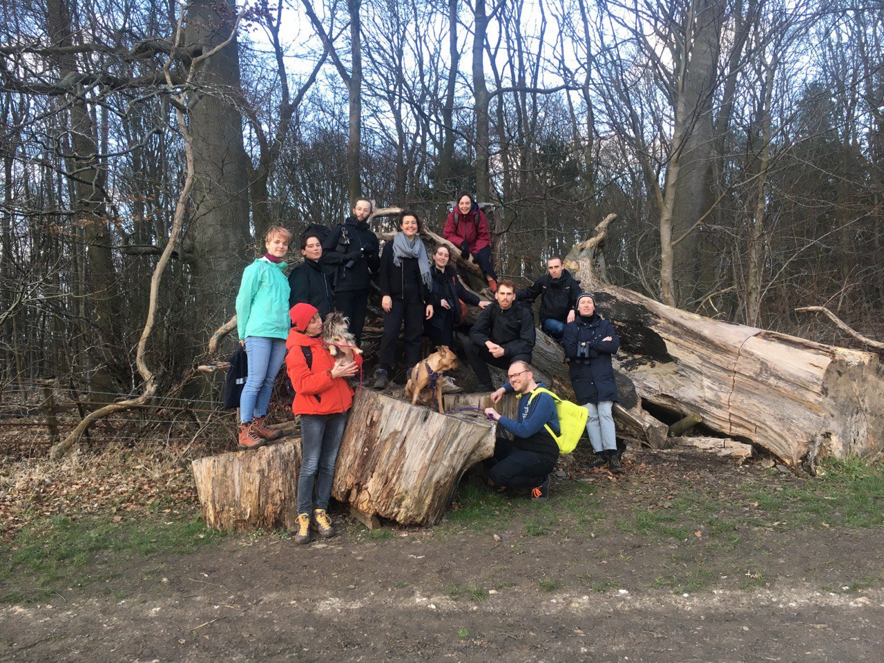 A group of people wearing winter clothes, standing on fallen tree stumps