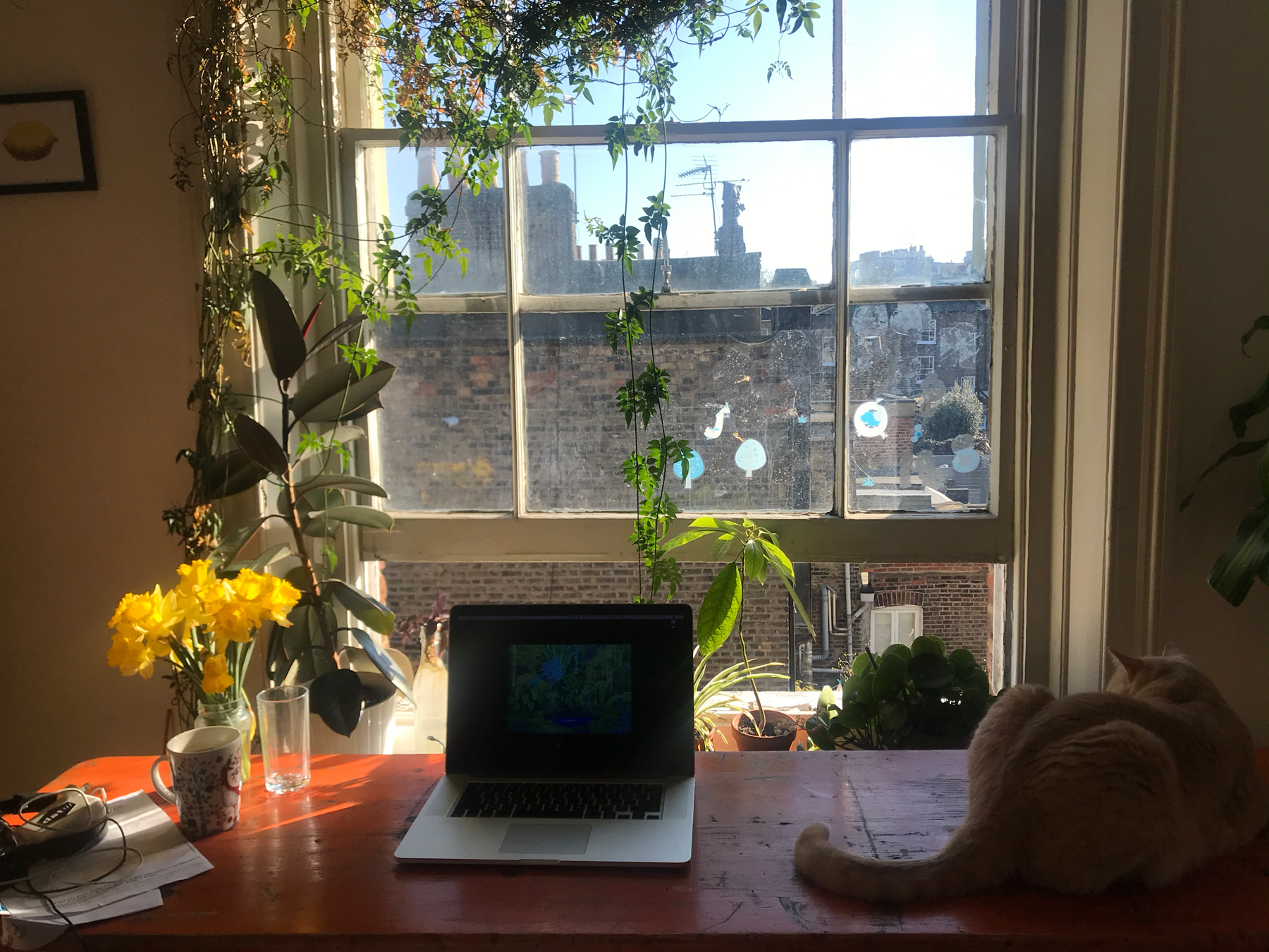 An open laptop on a kitchen table, with a vase of yellow daffodils on the left and an orange cat on the right. Outside there are rooftops and a very blue sky.