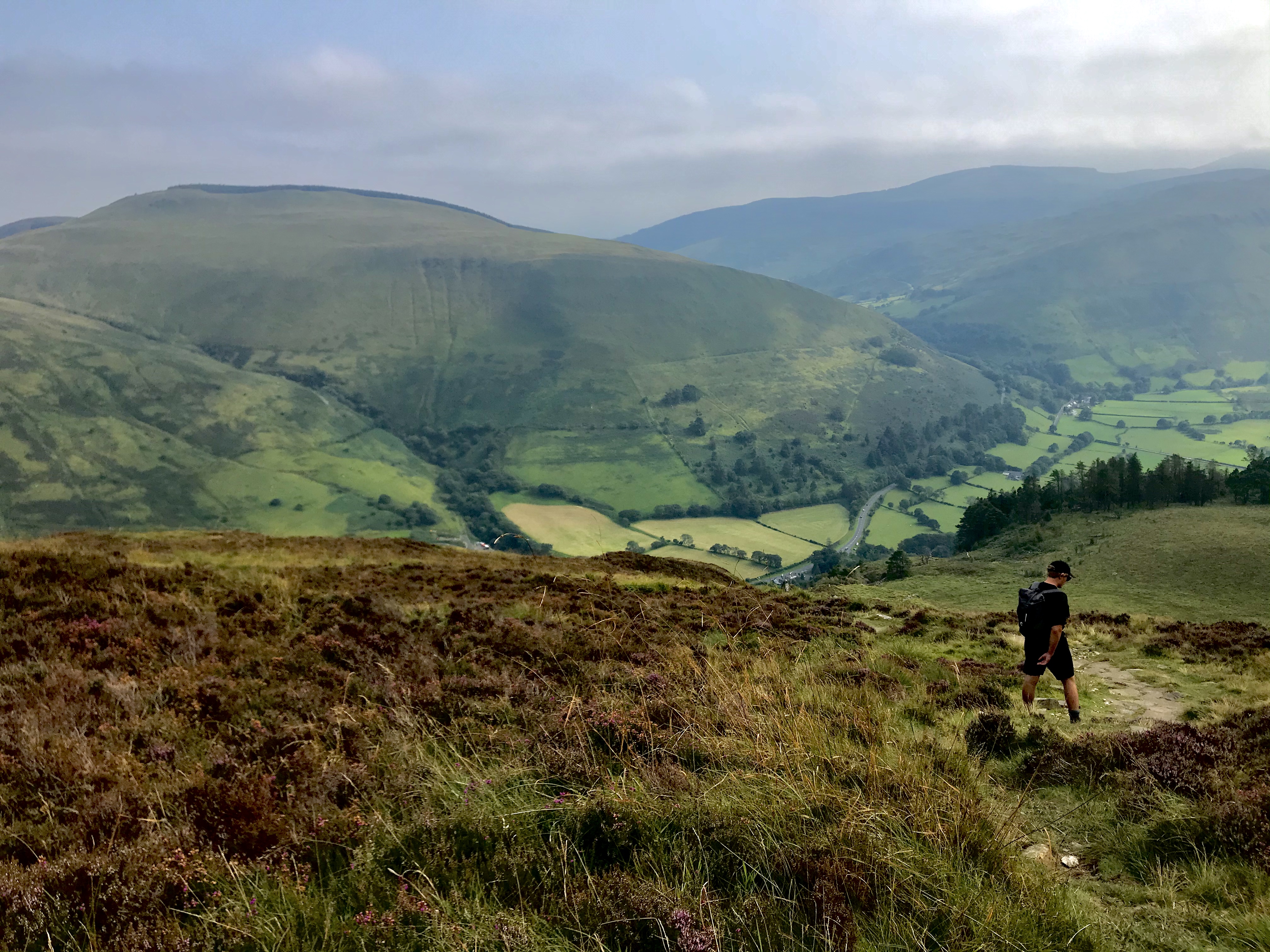 A man walking down a mountain, with heather in the foreground and green hills in the distance