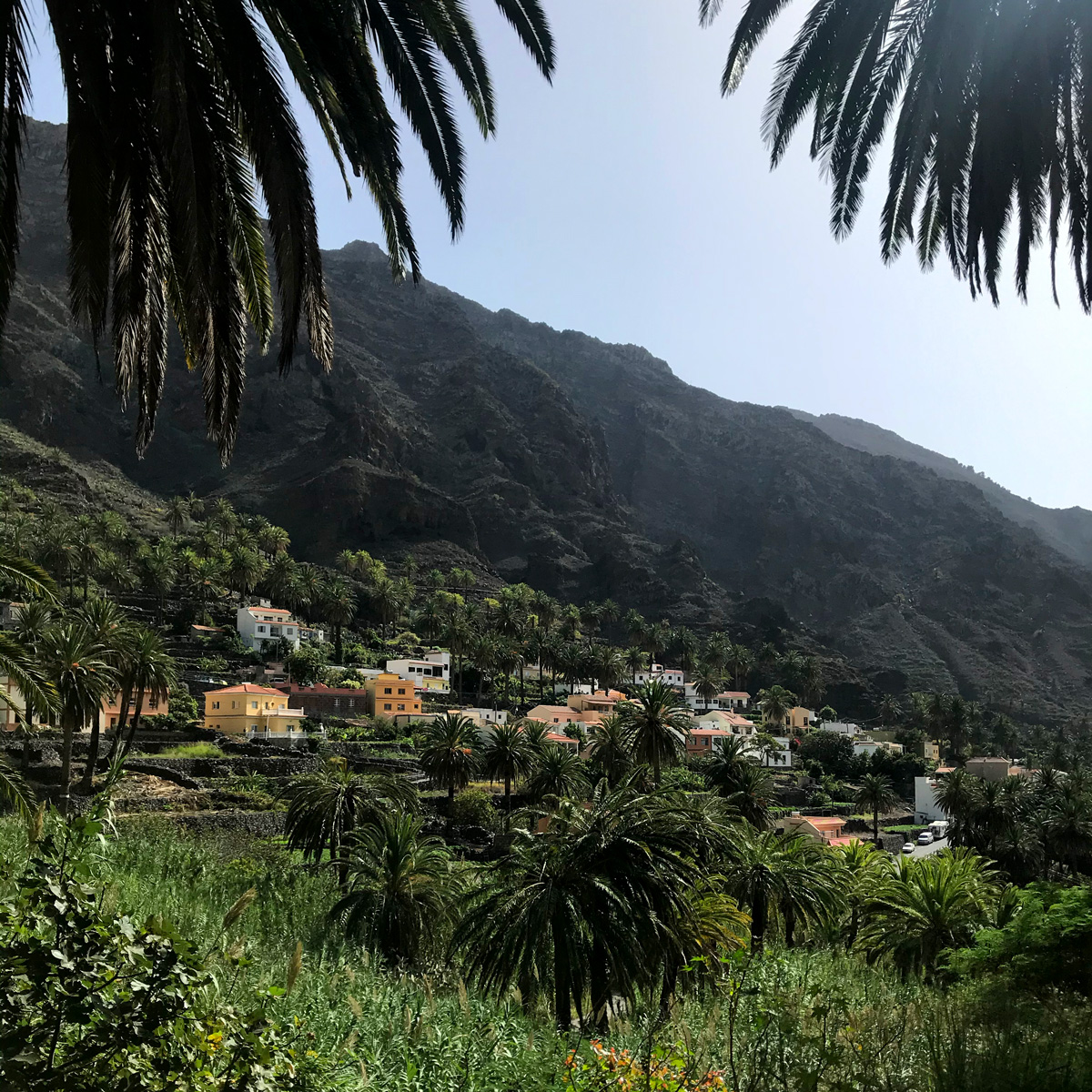 A view through palm trees to a village, with houses and farms on terraces, leading up to a mountain in the background