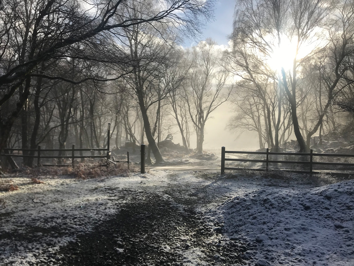 Sunshine streaming through tall trees and snow on the ground