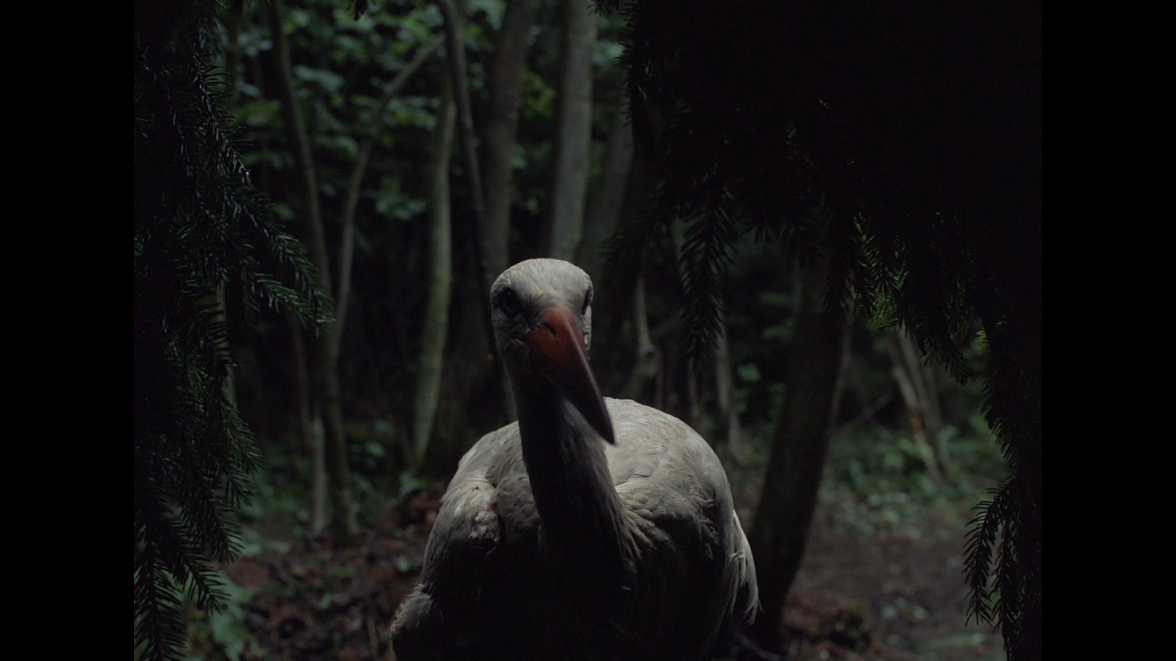 тайные животные в африке. Wild neck. зоопарк в африке. Wild neck.