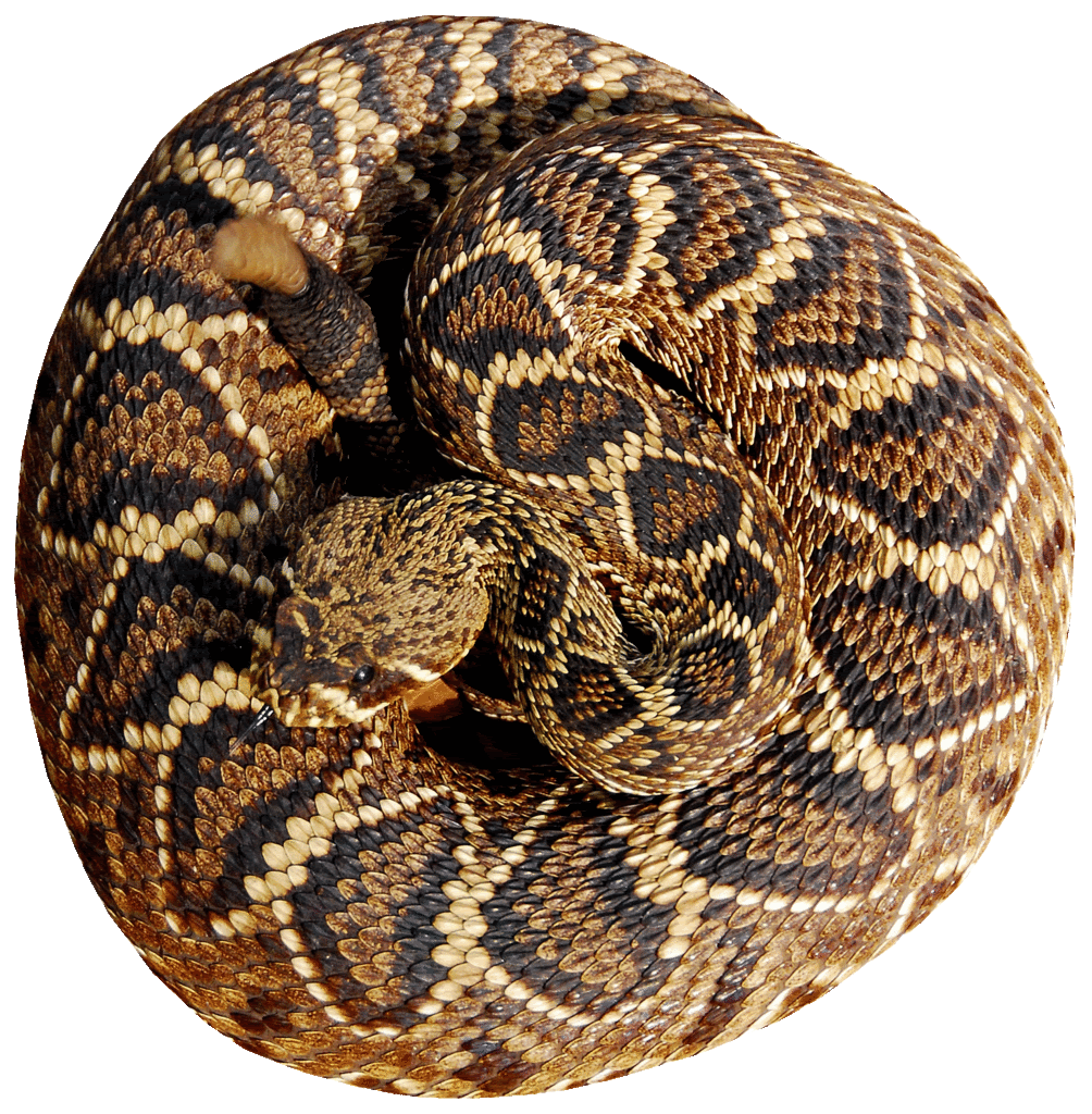 Гремучая змея. Гремучая змея (гремучник). Diamondback Rattlesnake. Алмазная гремучая змея. Западная алмазная гремучая змея.