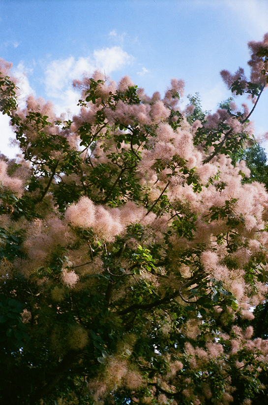 A tree with puffs of light pink flowers
