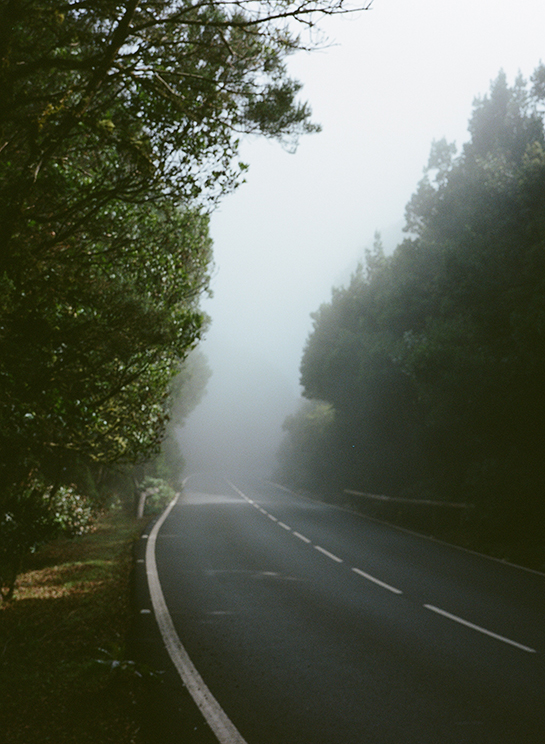 A misty road in La Gomera, with forest on either side