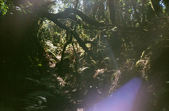 A cloud-forest in La Gomera, with sunlight streaming through the trees and hanging moss