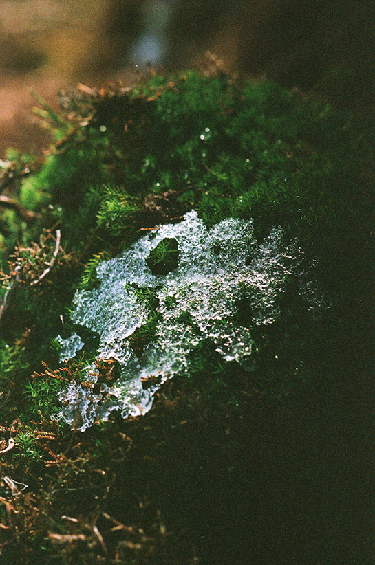 Ice crystals on some moss