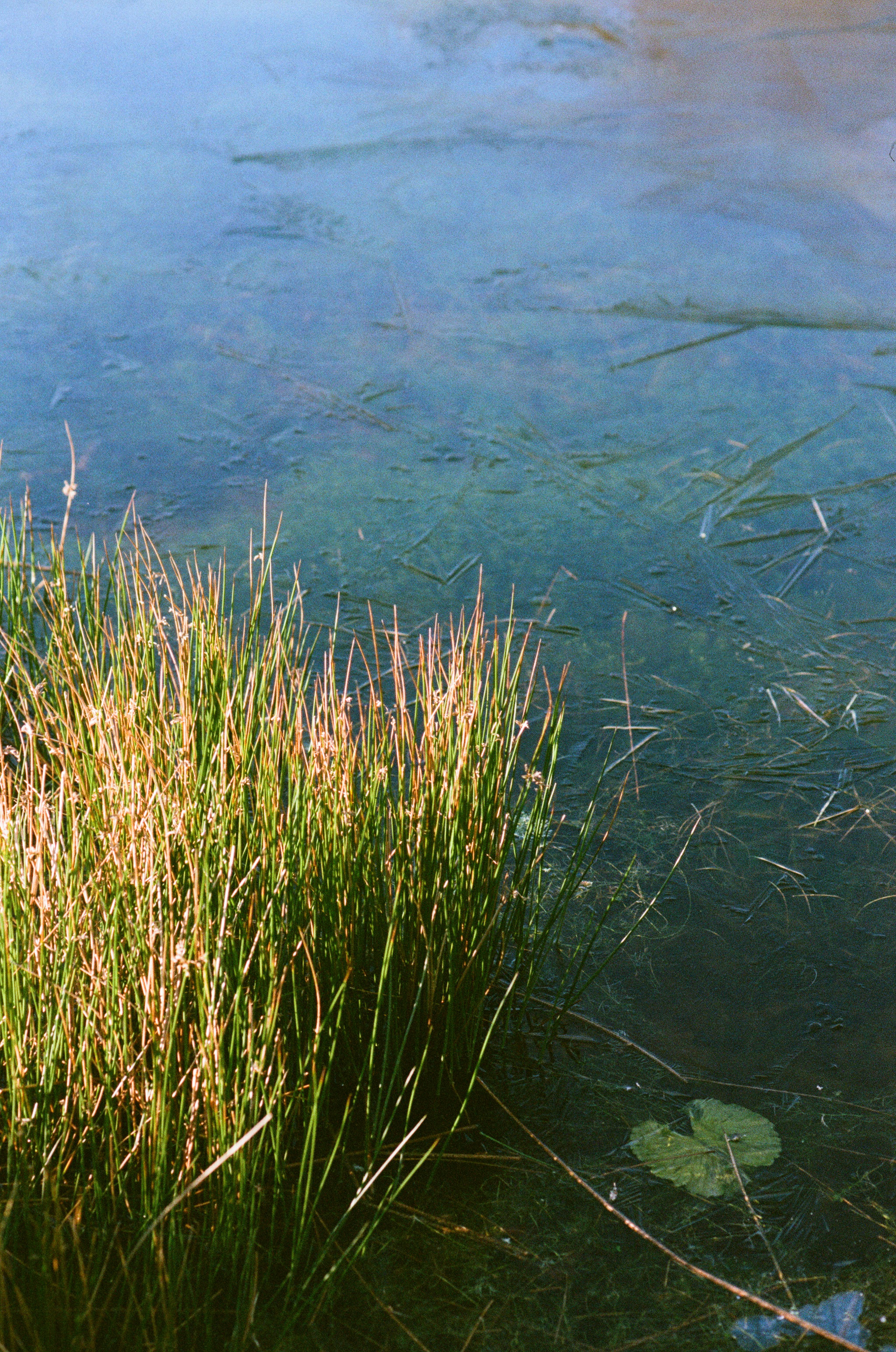 A green and blue lake with reeds in the foreground