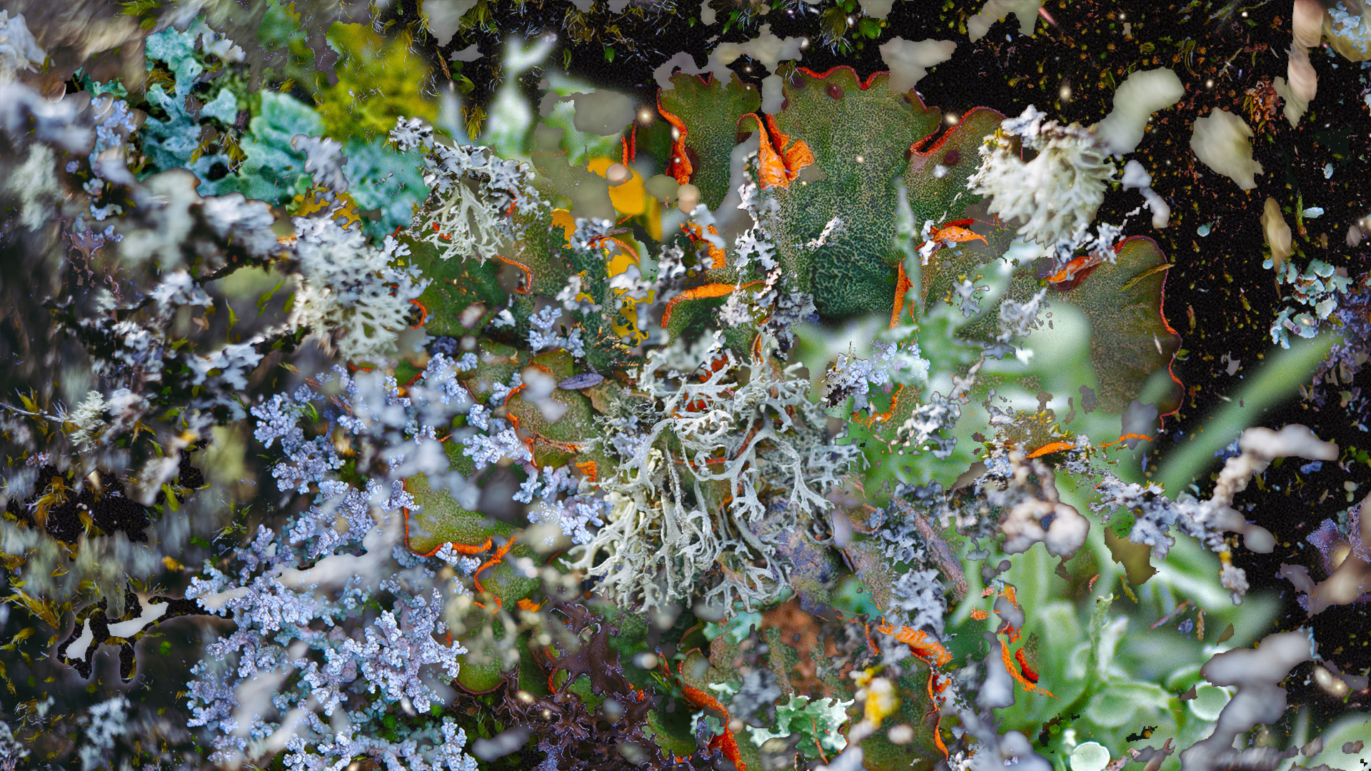 Layers of colourful lichens