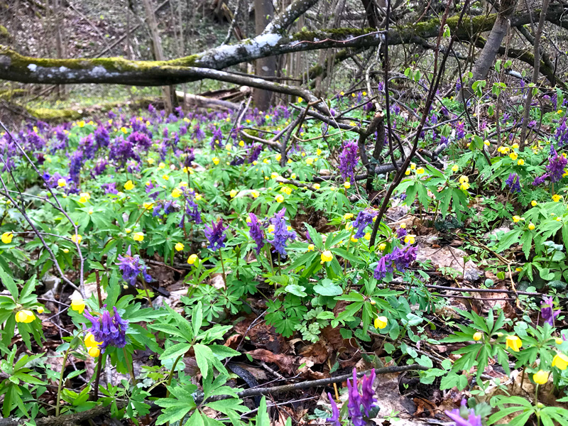 A forest in Lithuania with purple and yellow flowers everywhere. In the background is tree covered in moss and lichen.