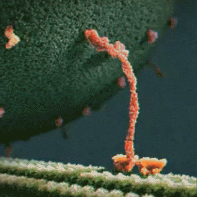 Walking kinesin protein.