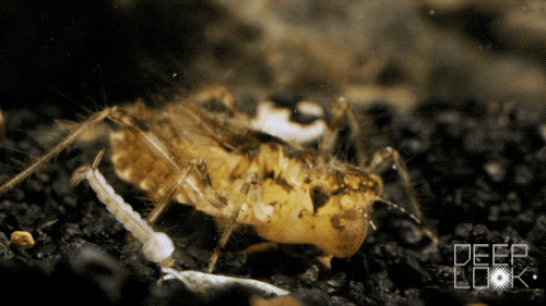 dl_416dragonflynymphs_skimmer_nymph_tries_to_catch_mosquito_larva_500.gif