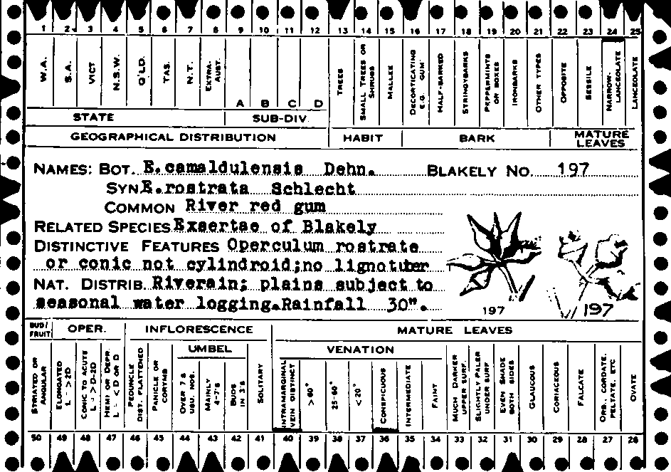 1940 card sorting system for the identification of plants