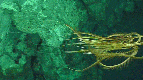 A crinoid swimming +1000m deep in the ocean. [http://bit.ly/2yxbvHJ]