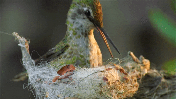 Hummingbird Builds Tiny Nest, Nature on PBS
(anna’s hummingbird) 
