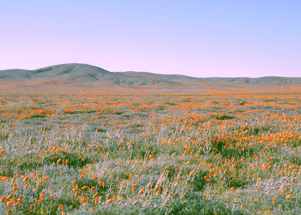 Field trip; antelope valley, california