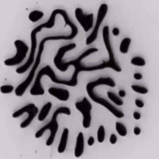 “ferrofluid in a shallow dish”
