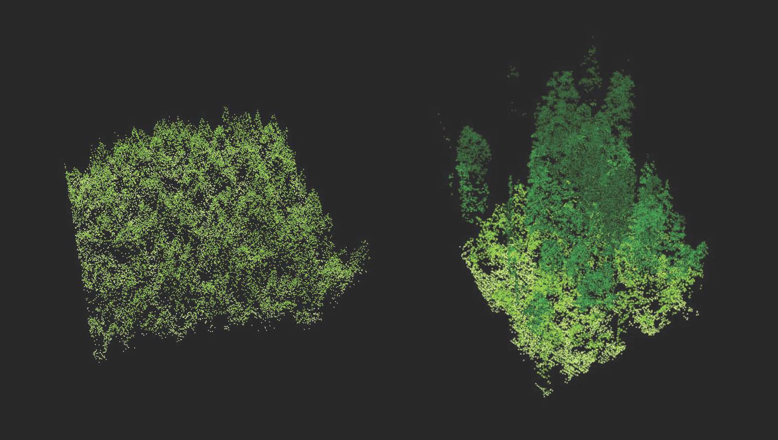 A LIDAR scan of a forest.