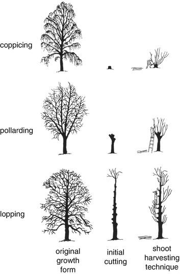 Coppicing , pollarding, lopping trees — Are.na