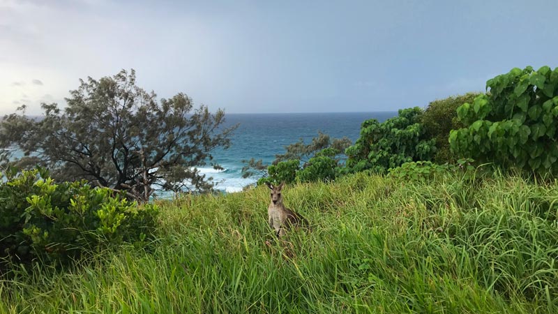 A kangaroo standing in a field of grass, overlooking the sea, on Minjerribah. The sky looks quite overcast.