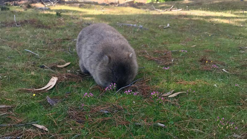 A wombat on Maria Island, Tasmania.
