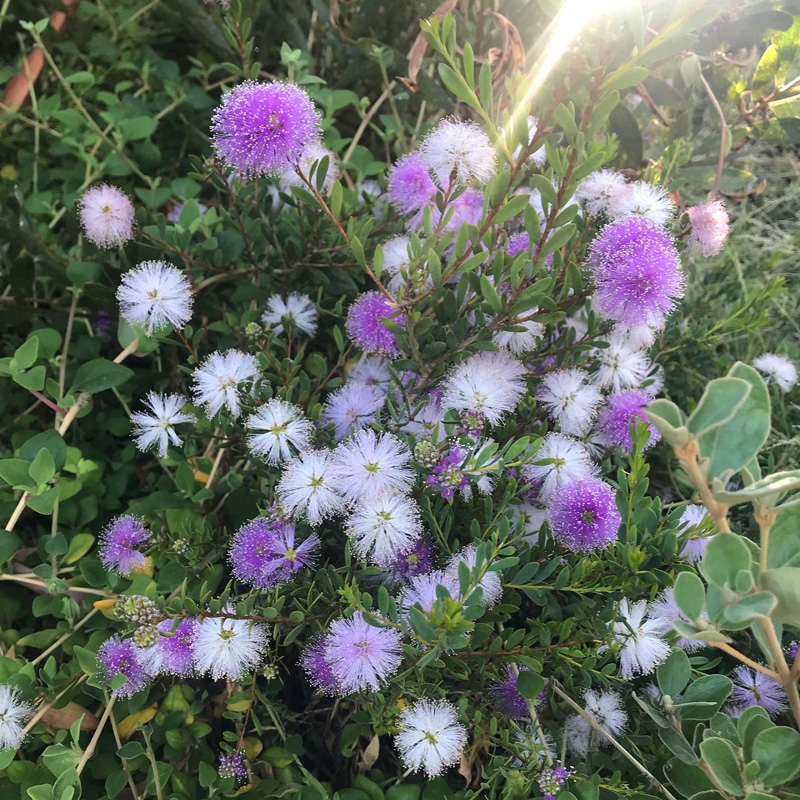 Bright purple flowers in Tasmania.