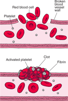 Clotting blood cells