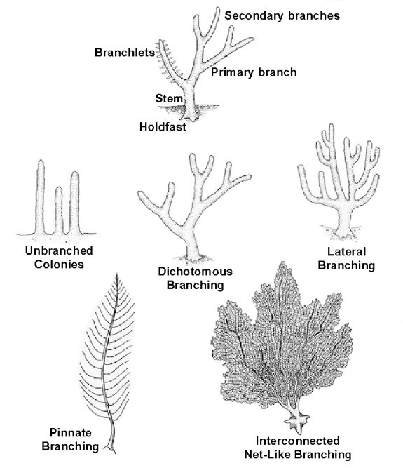 soft-corals-forms.jpg — Are.na