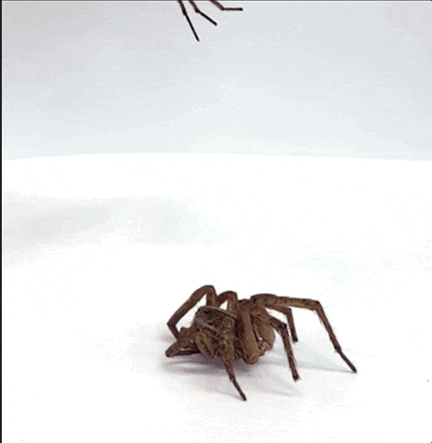 Inflating spider corpse creates robotic claw game of nightmares