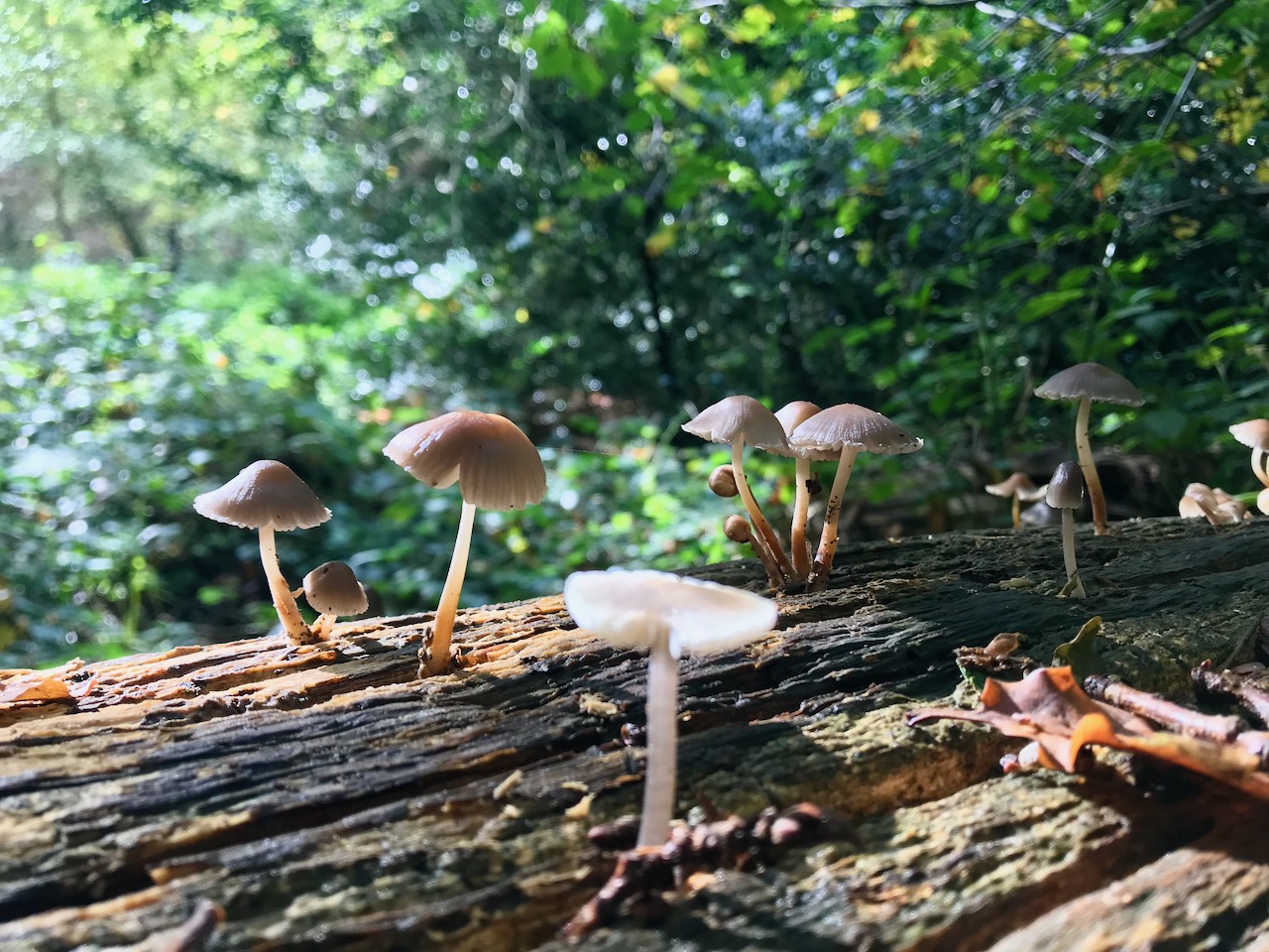 A close-up of many tiny mushrooms growing out of a log.