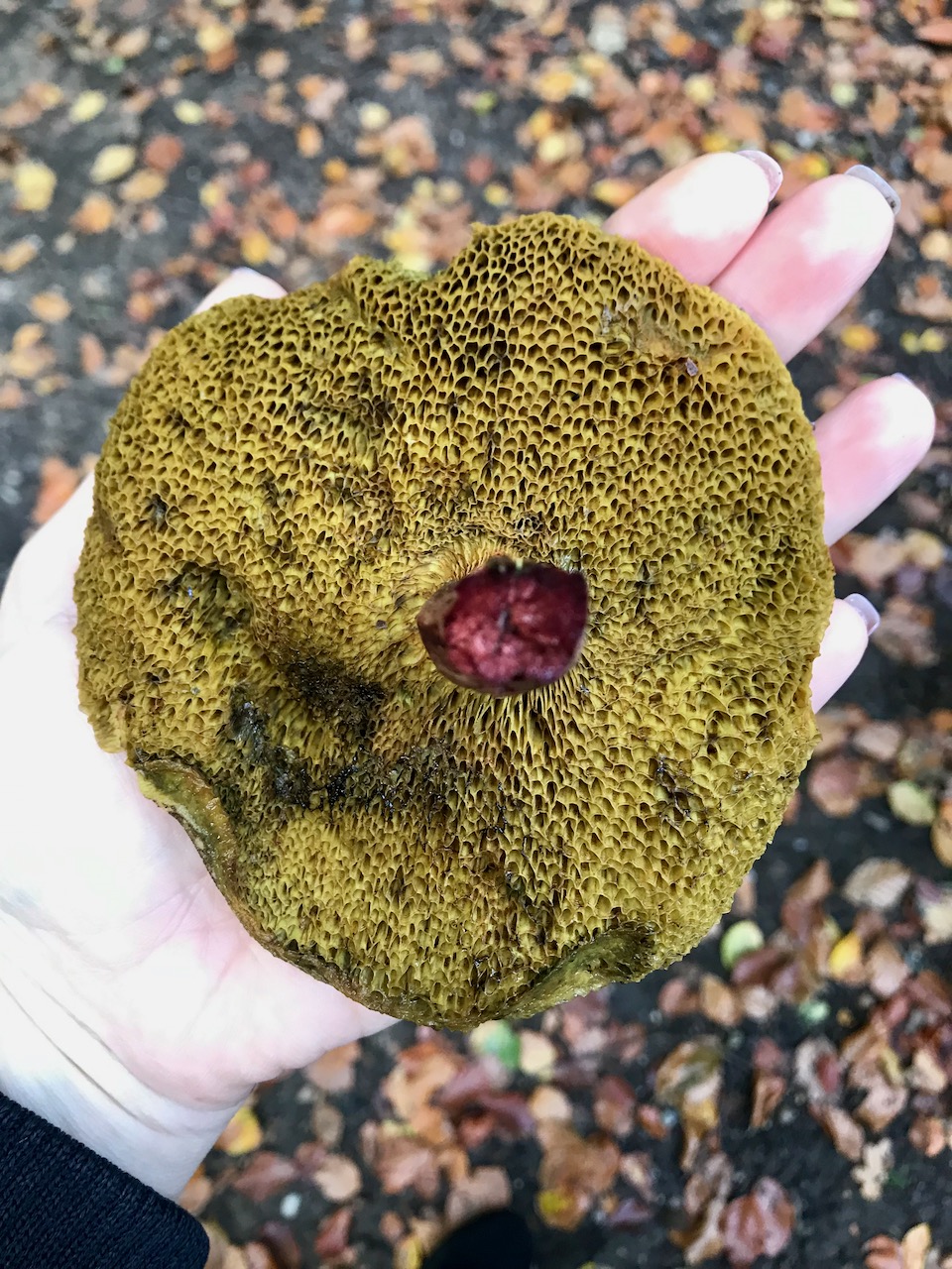 My hand holding a bolete, flipped upside down. The stem is red and the underside of the mushroom cap is very porous.