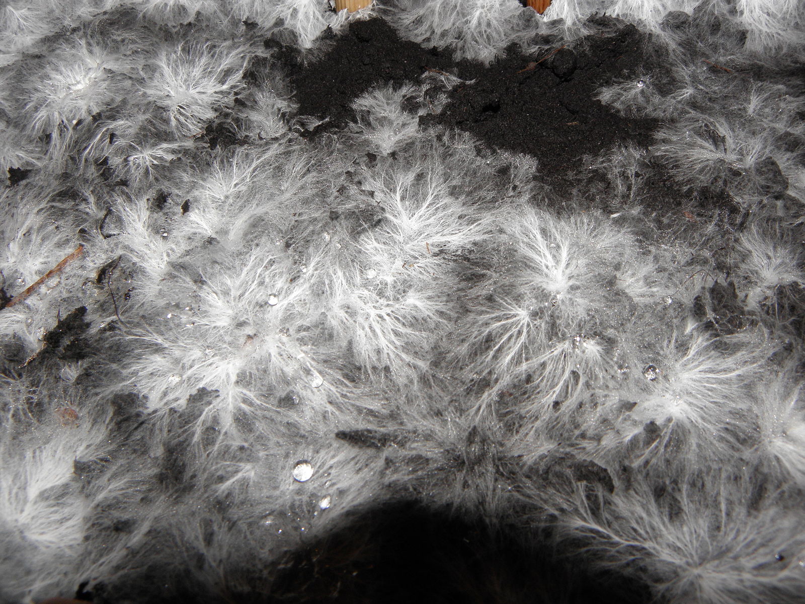 A microscopic close-up of a mycelial network.
