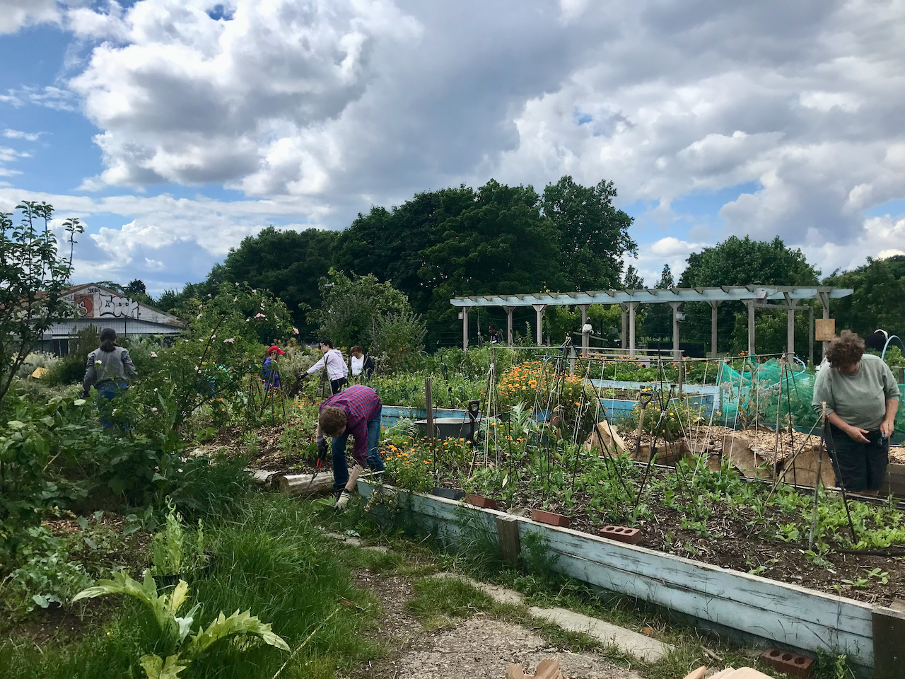 A volunteer day at a community garden. People are tending to the garden beds.