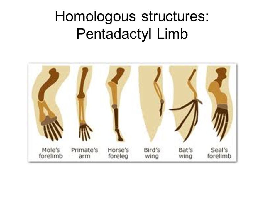 Homologous-structures:-Pentadactyl-Limb.jpg — Are.na