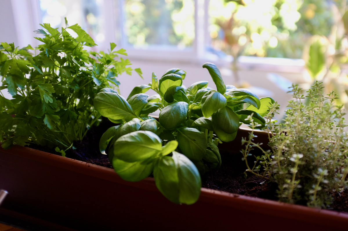 A pot of herbs in soft focus.