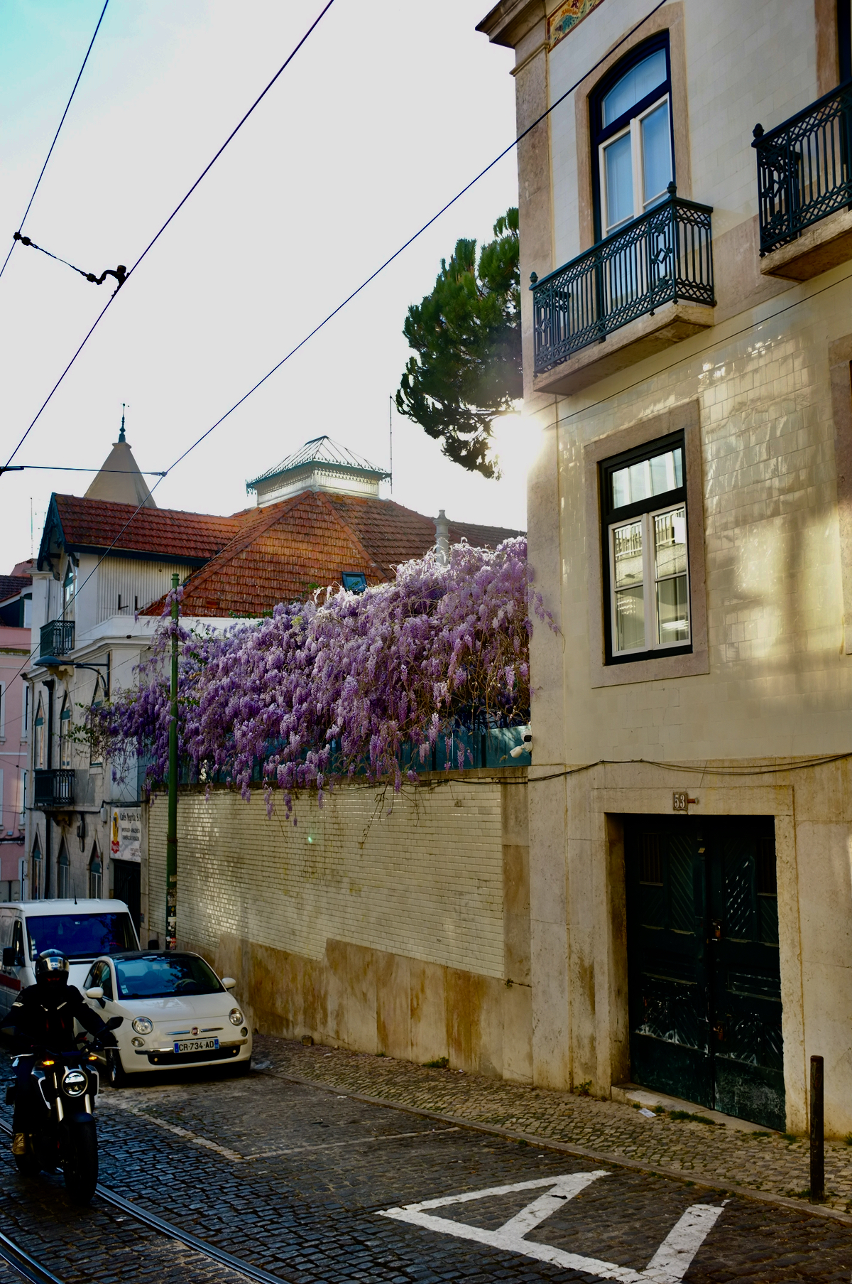 A fence dripping with purple wisteria.