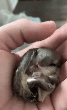 a13d093ab75dceba2fd173cfc6ba927763856304.gifv