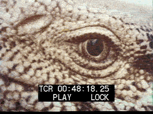 original_f3b6a2652f21c3ba4e98d948b3075e19.gif