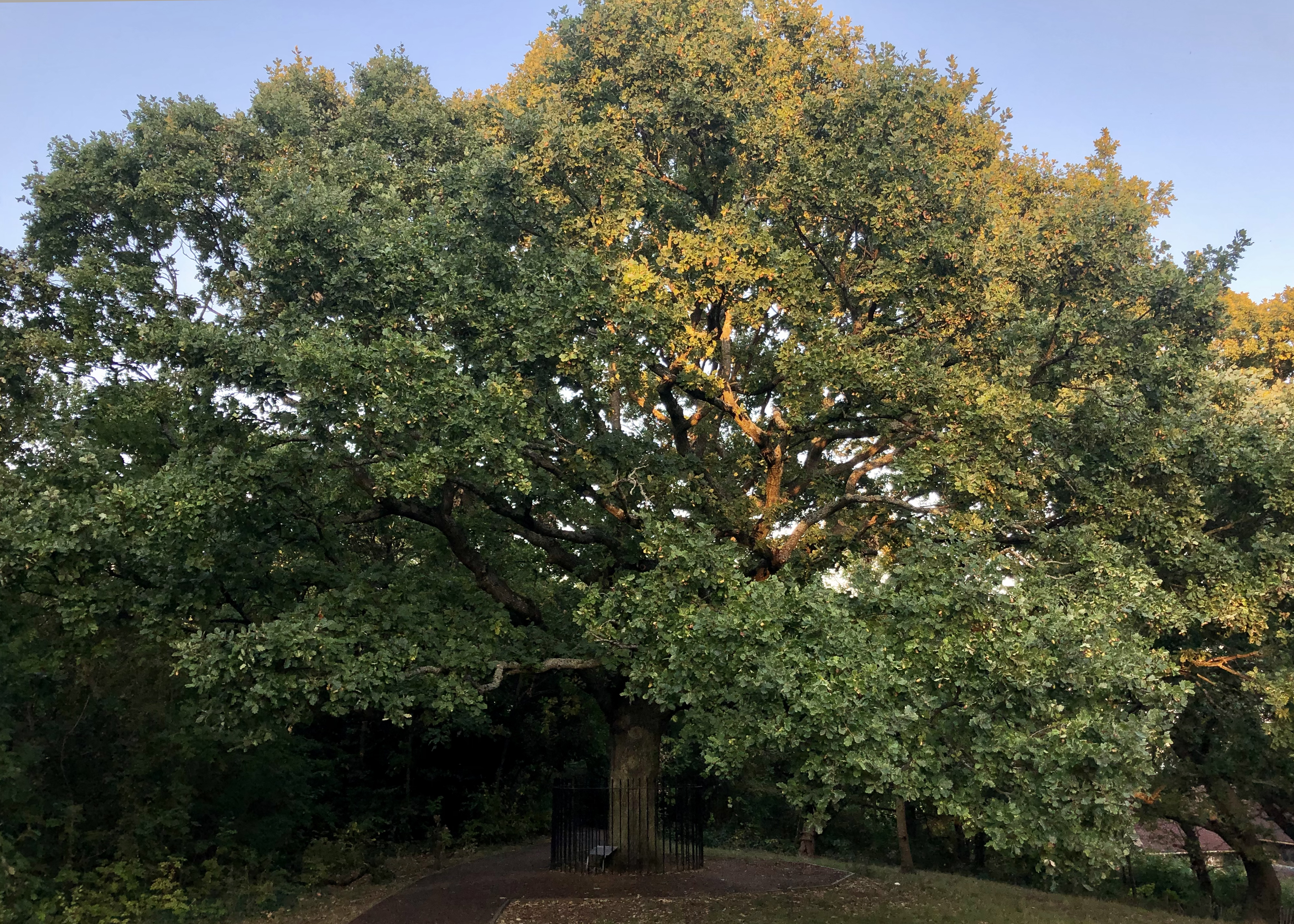An large oak tree in dappled evening light, there's a small fence around the base.