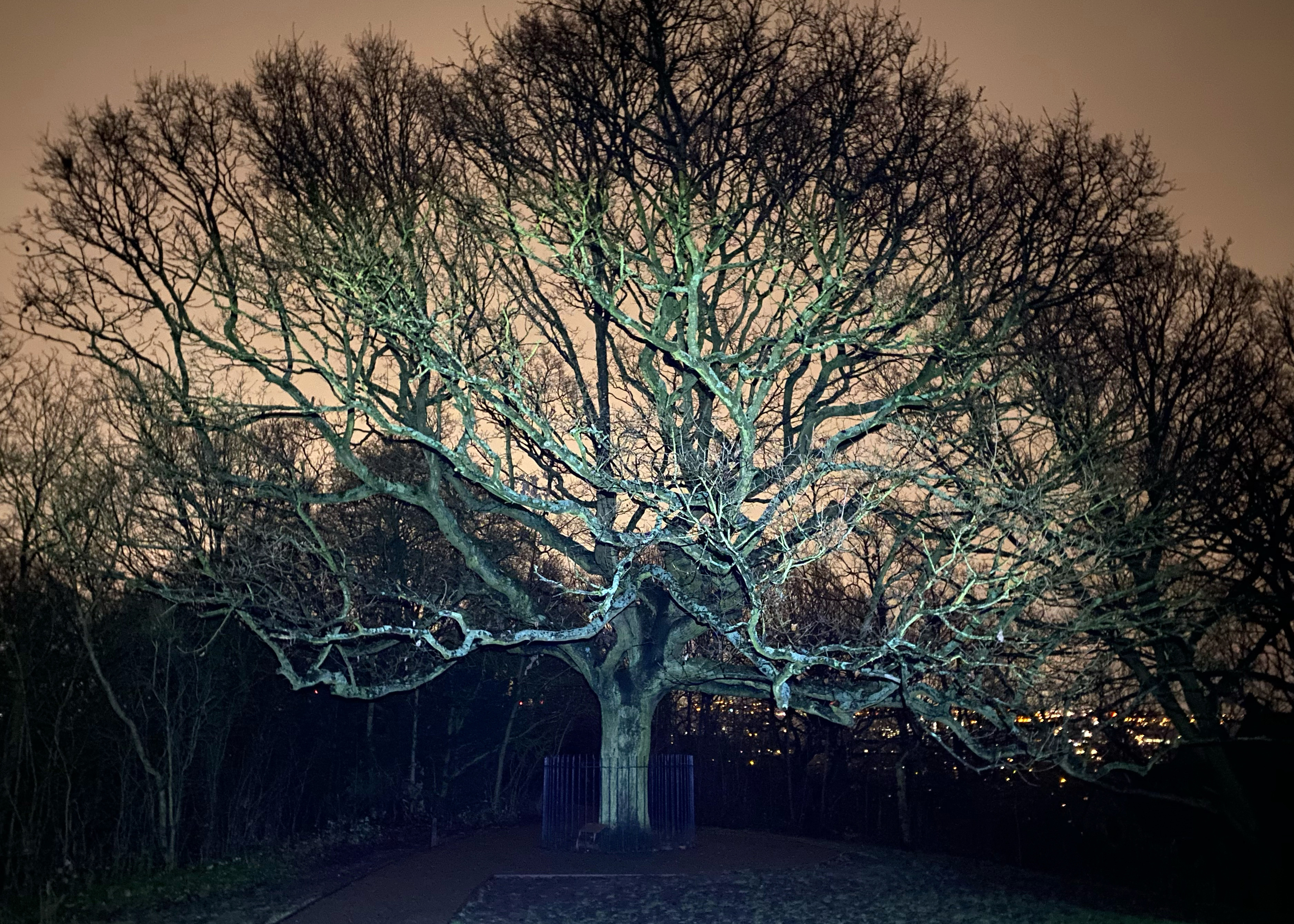 View of the tree at night, no leaves on any of the branches
