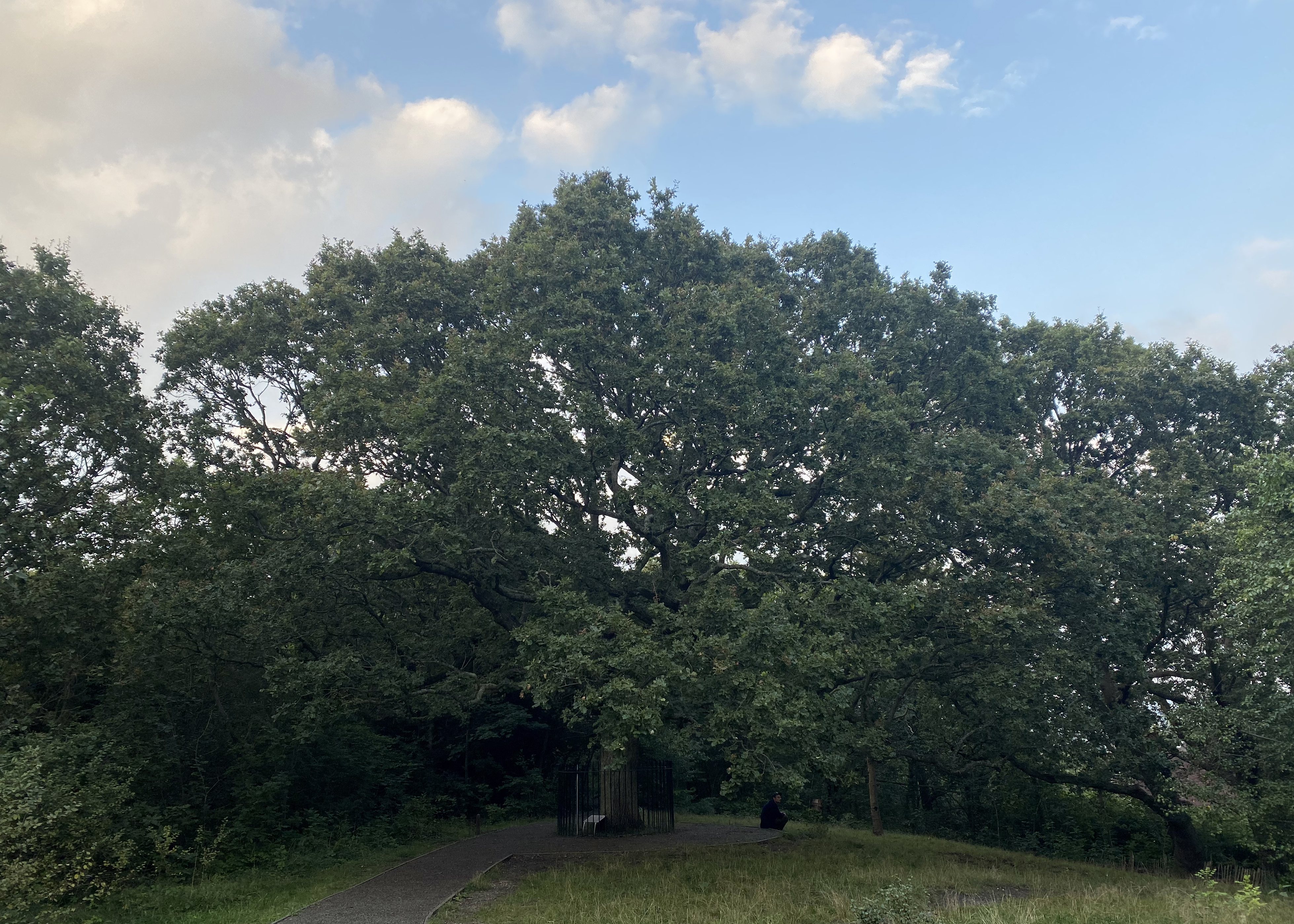 Full, zoomed out view of the tree. All the leaves are a dark, mature green, blending into the surrounding trees. Blue sky above.