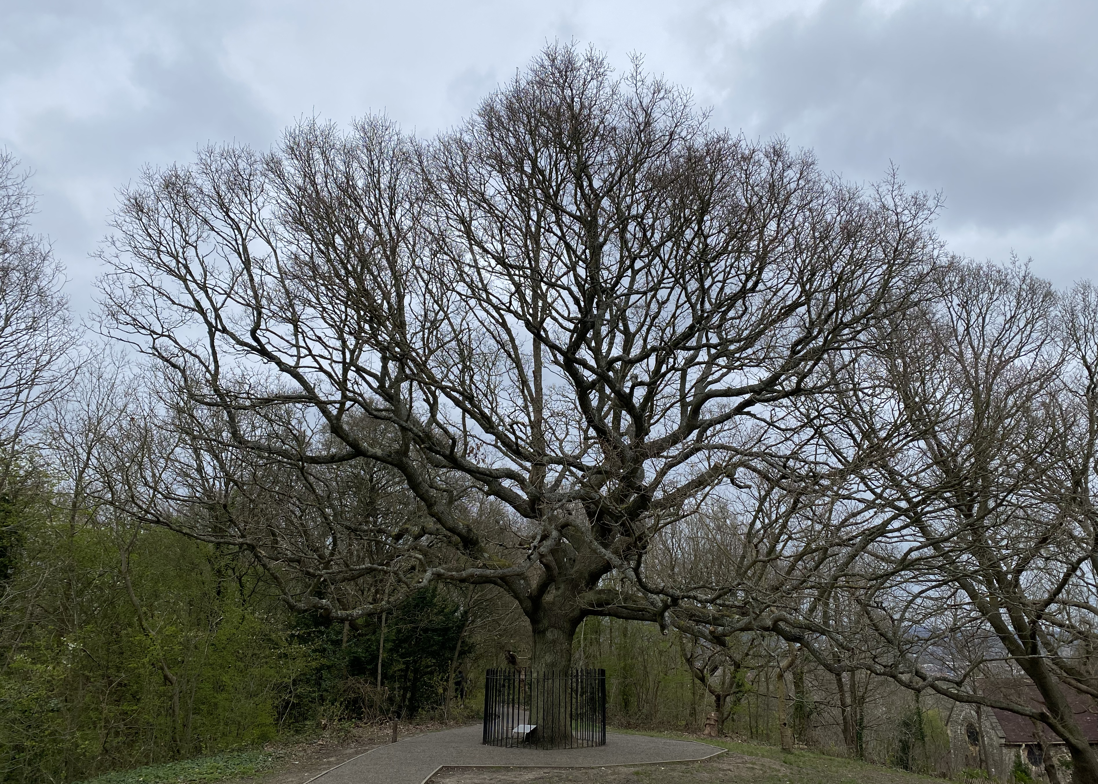 Full view of the tree with no leaves on any of the branches and grey sky