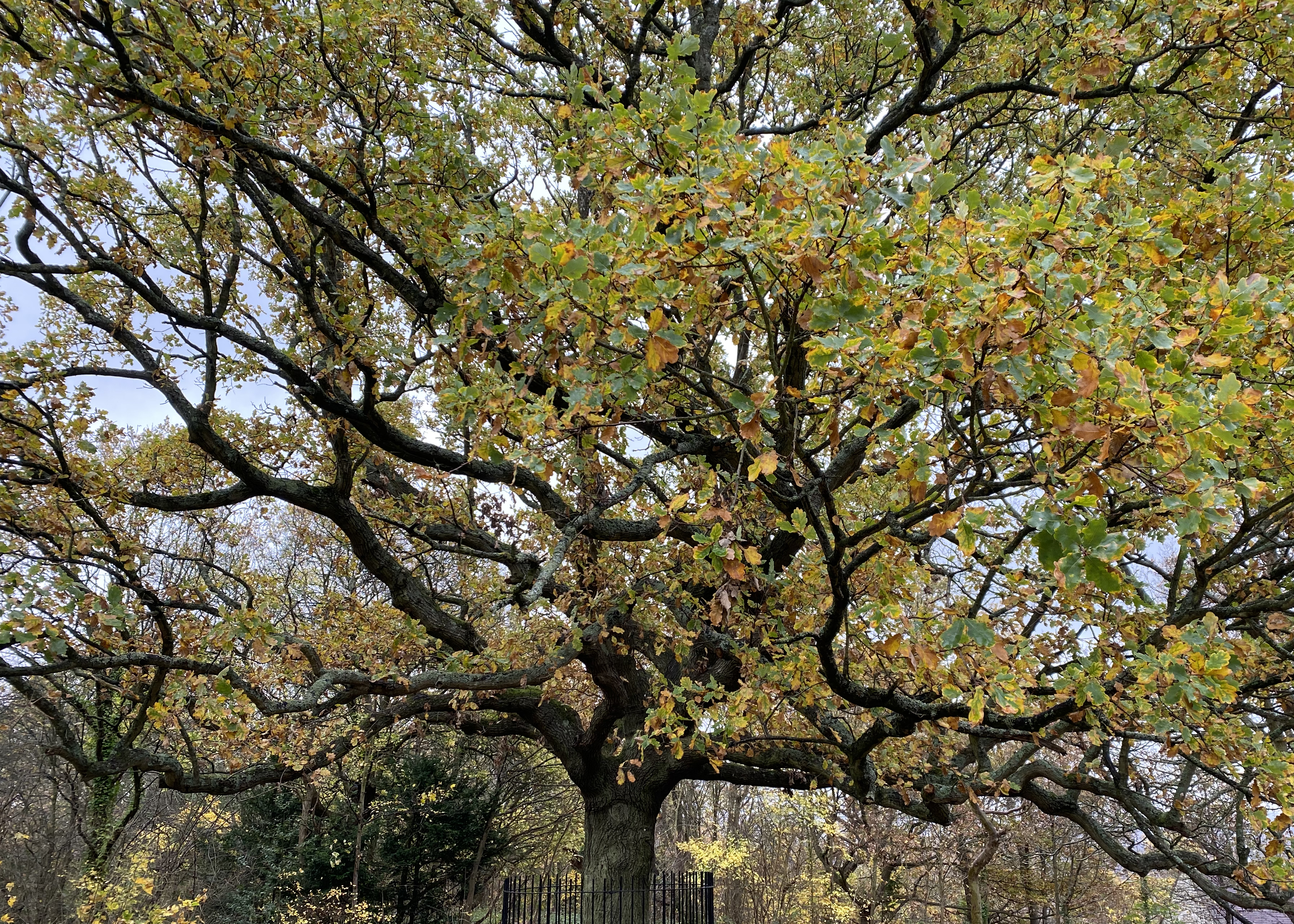 Close up view of the trees upper branches, most of the leaves have started to turn yellow.