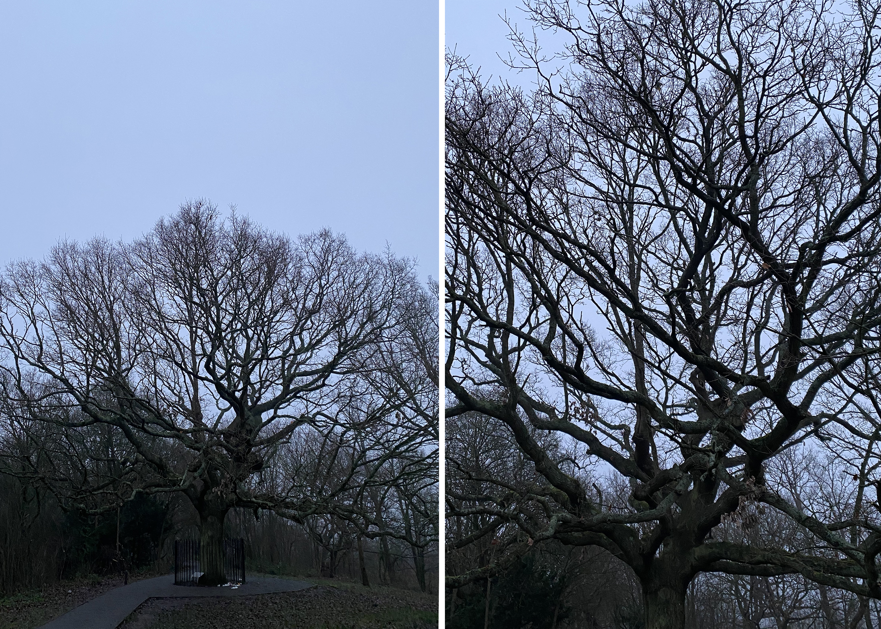 Two photos of the tree side by side, one zoomed out and one close up to the main trunk. It's a grey day and there are no leaves.