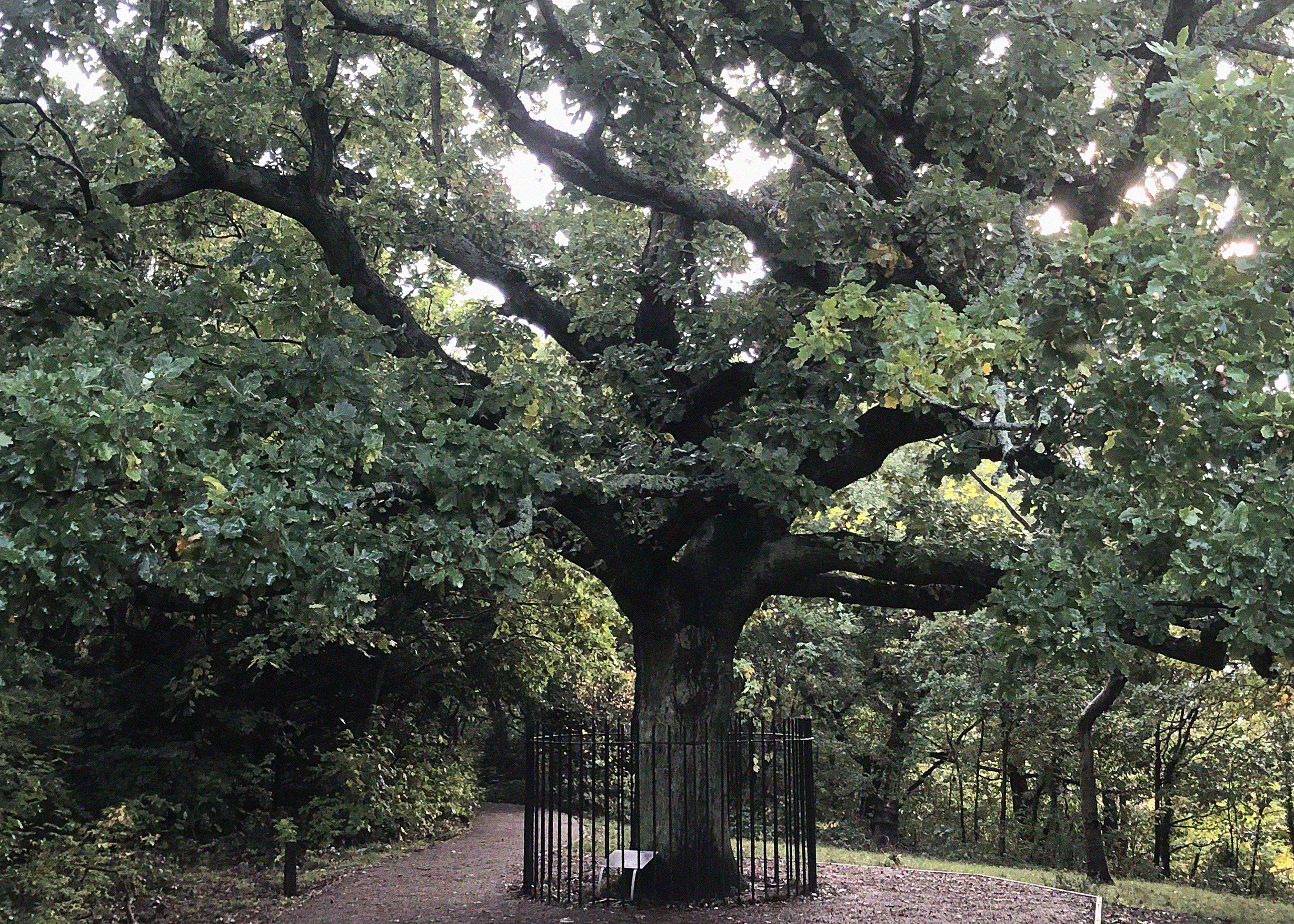 Same tree but closer up so you can see the branches