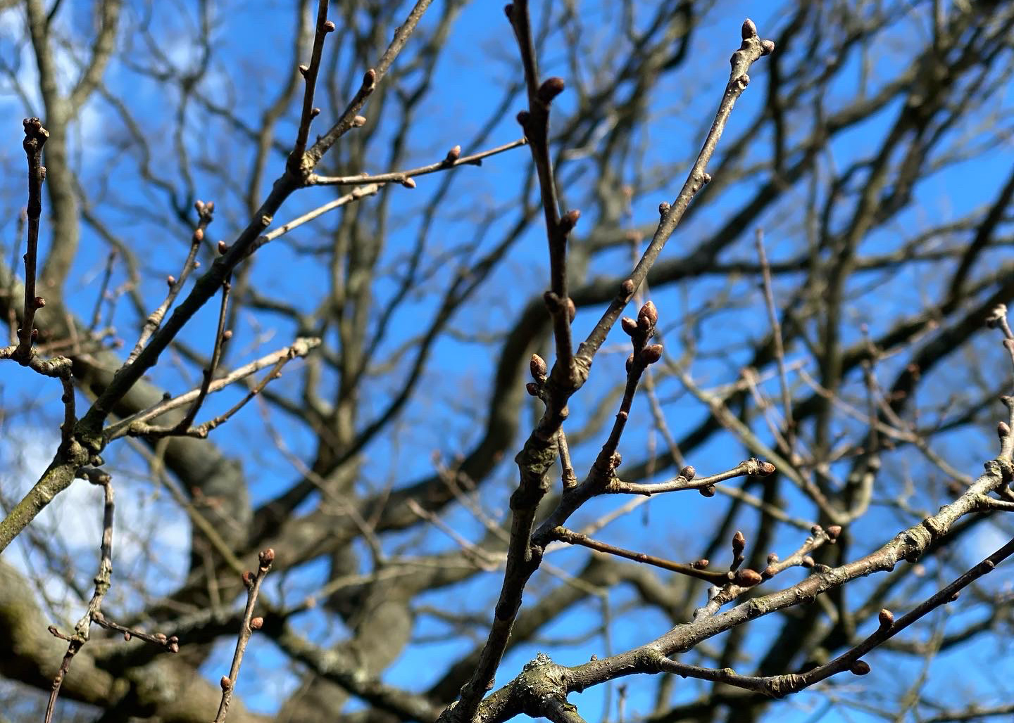 Close up view of a few early buds starting to form on some branches
