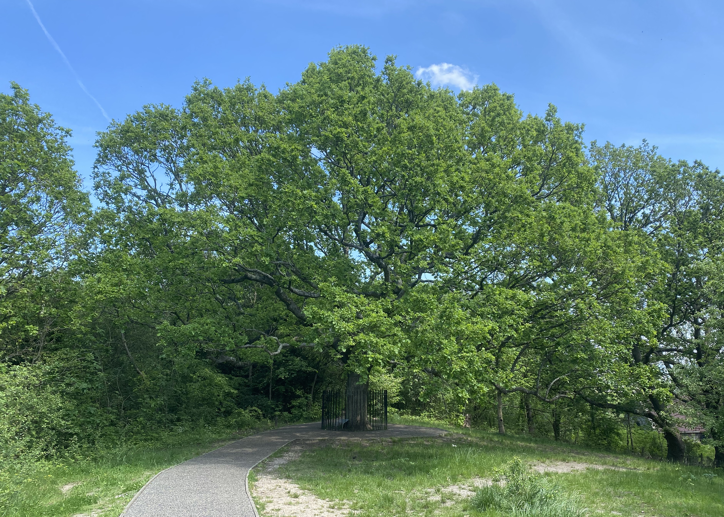 Full view of the oak full of young, bright green leaves. Blue skies.