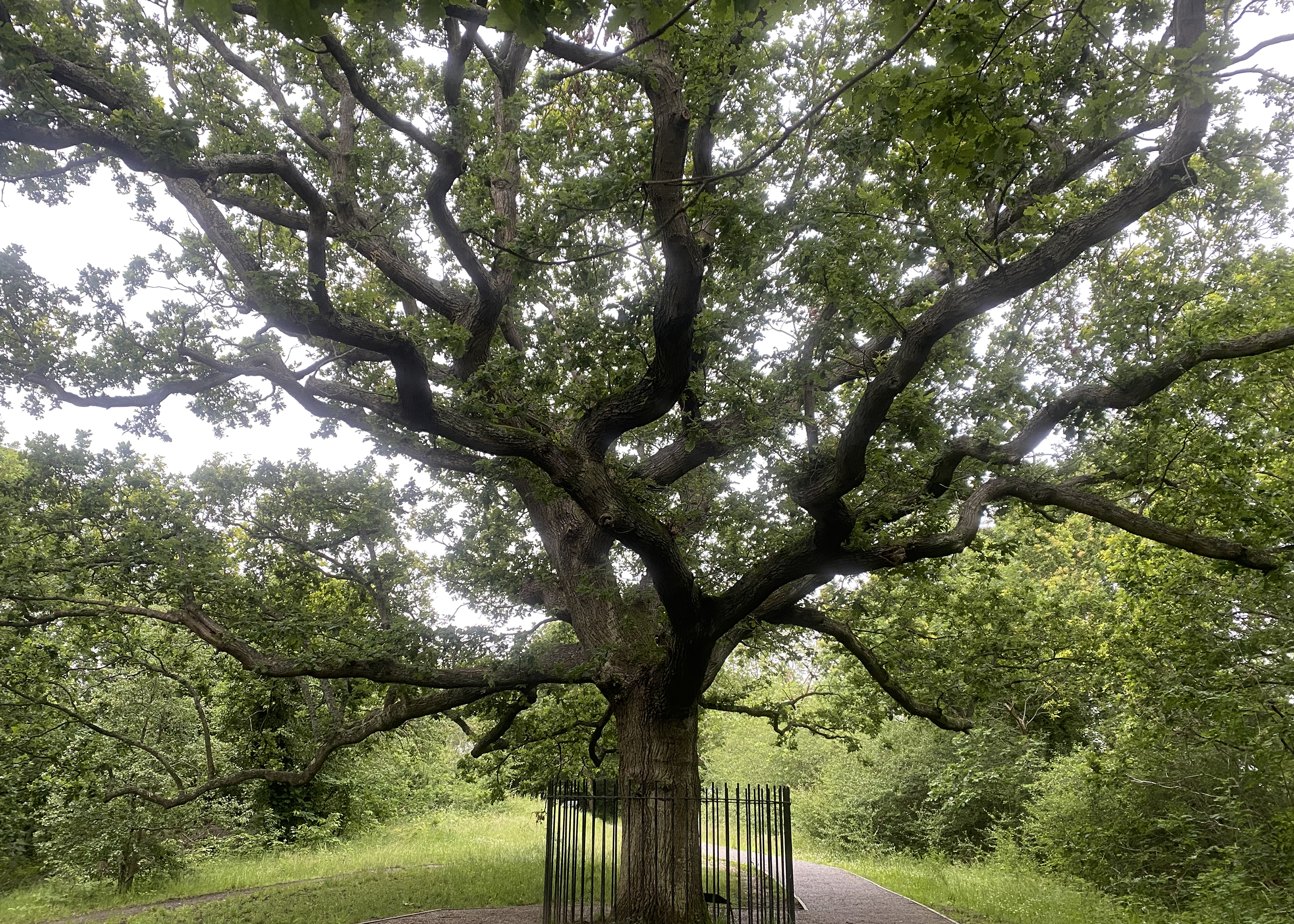 View from under the canopy of the trunk and main branches.