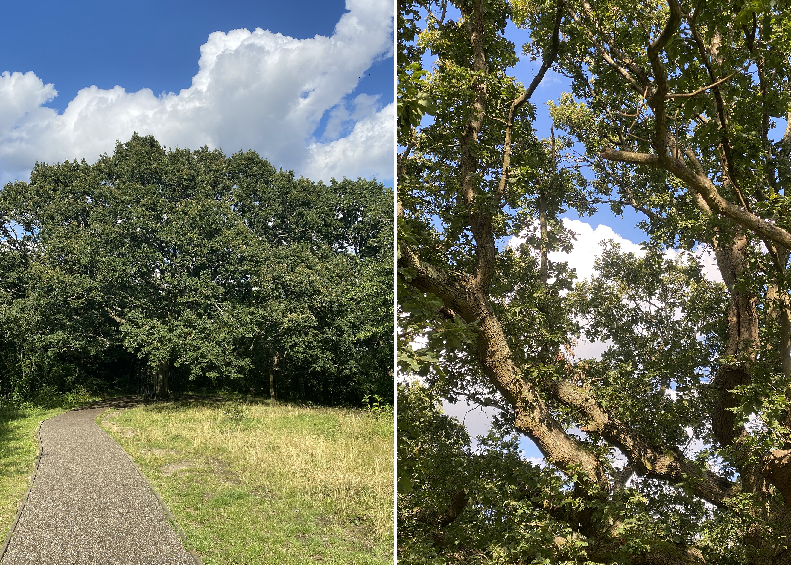 Two photos of the tree side by side, one zoomed out with a full mature canopy, and one closer up of a few branches with blue sky in the background.